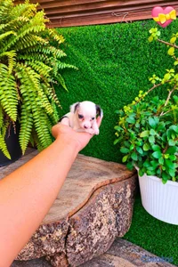 ESPECIAL CACHORRO CHIHUAHAUA HEMBRA Y MACHO EN UBI