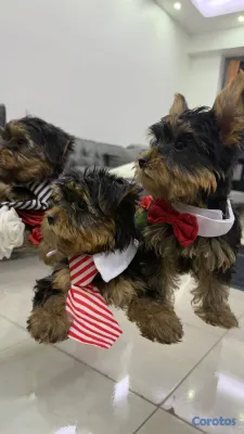 animales y mascotas - Yorkshire Terrier disponibles 3 hembras y 2 machos 2