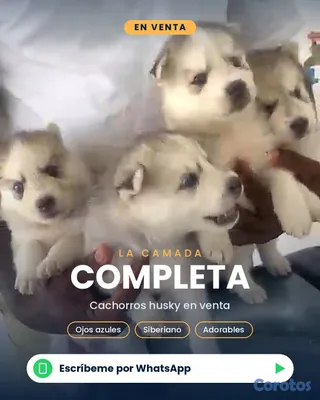 animales y mascotas - 🐾 ¡CACHORROS HUSKY SIBERIANO EN VENTA! 🐾 5