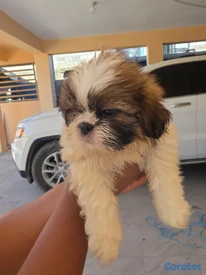 animales y mascotas - hermosas cachorras Shih Tzu 2
