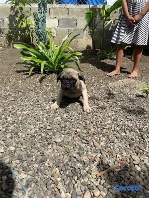 animales y mascotas - Cachorro pug🐾 4