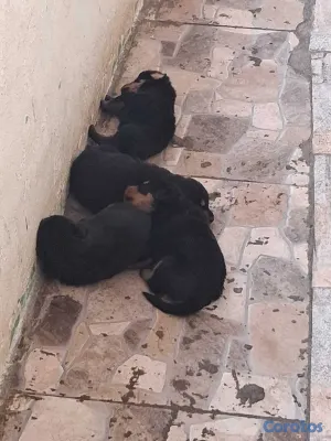 animales y mascotas - Cachorros Rottwailer Ambos sexo 2