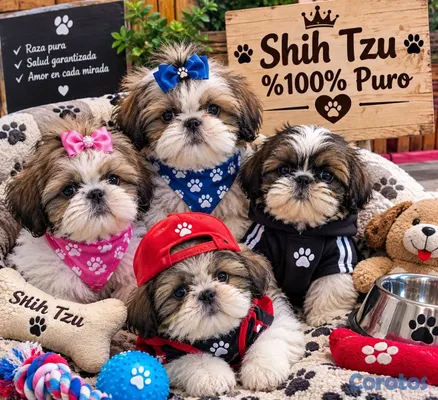 animales y mascotas - camada cachorros shih tzu %100% puro padres presente 6