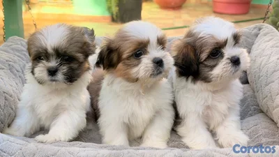Shihtzu Machos y Hembra’s 