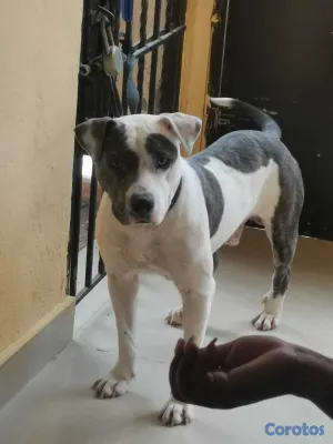 animales y mascotas - Regalo perrito porque no tengo espacio,tiene 2 año 2