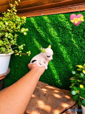 animales y mascotas - OFERTA CACHORRO CHIHUAHUA AMBOS SEXO UBICADO EN SANTO DOMINGO  2