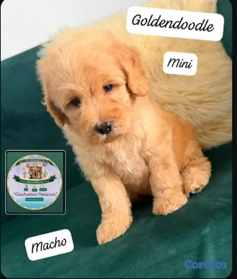 animales y mascotas - Goldendoodle Miniatura  2