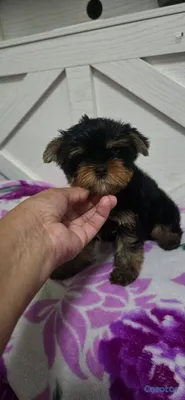animales y mascotas - Especial de cachorro yorkie ambos sexo en santo do 4