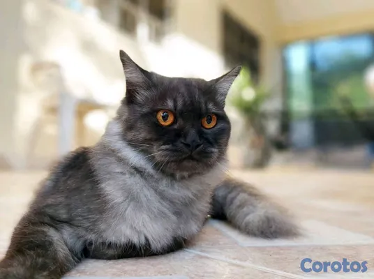 animales y mascotas - Persa gris exótico pelo largo ojos naranja intenso. 3