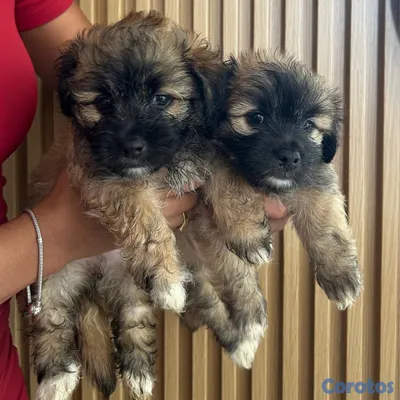 animales y mascotas - Cachorros Maltipoo y Mariposa 2