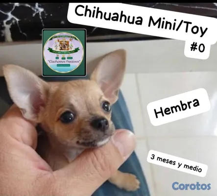 animales y mascotas - Chihuahua Mini/Toy/Micro #0 3