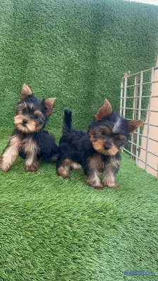 animales y mascotas - Cachorro Yorkie Mini 5