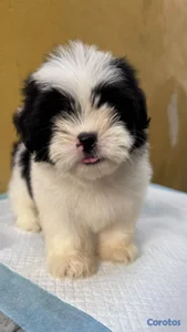 Especial de cachorro shipoo ambos sexo en santo do