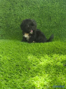 Zhipoo hembra 