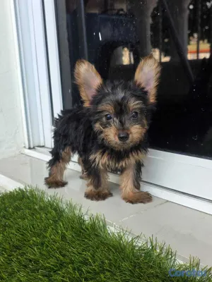 animales y mascotas - Yorkies (Yorkshire Terrier) 10