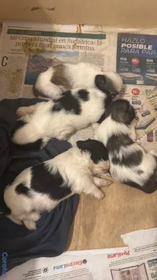 animales y mascotas - vendo cachorros shit tzu raza pura  10