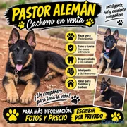 animales y mascotas - pastor alemán 