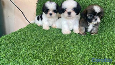 seller-logo