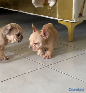 OFERTA CACHORRO BULLDOG FRANCES HEMBRA CON PEDIGRI