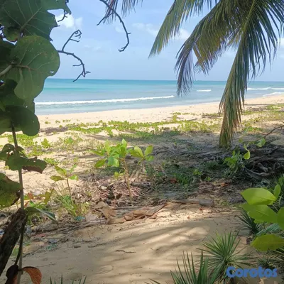 solares y terrenos - Solar de 1800 m² en 1ra Línea de Playa en Cosón Las Terrenas 4