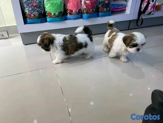 animales y mascotas - hermosos cachorritos de shitzu toy 2