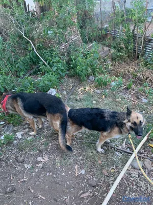 animales y mascotas - Perros pastor alemán  3