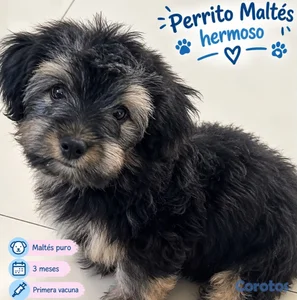 Hermoso  Perro Maltes 
