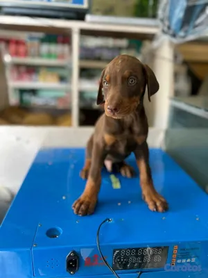 animales y mascotas - hermosos Cachorros doberman ambos sexo 2