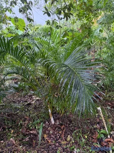 Palmarecas 