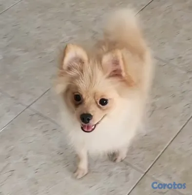 animales y mascotas - CACHORRO POMERANIA PURO 2