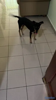 animales y mascotas - Rottweiler mix con Doberman 2