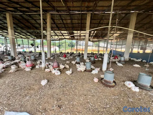 solares y terrenos - finca de criadero de animales en maimon 13