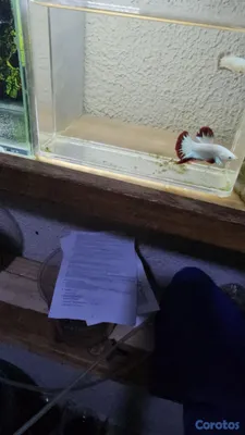 animales y mascotas - bettas de los mejores 2