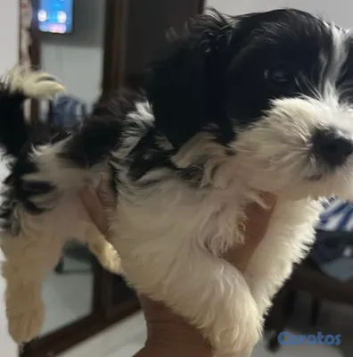animales y mascotas - Cachorro macho Shihpoo  5