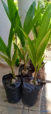 herramientas, jardines y exterior - vendo plantas o matas de coco enano verde brazileño en puerto plata muñoz  3
