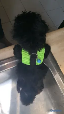 animales y mascotas - HERMOSA CACHORRITA SHIPOO 2