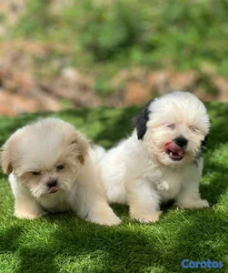 hermosos cachorritos de shipoo toy 