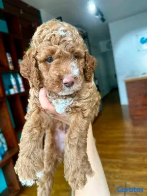 animales y mascotas - hermosos cachorritos goldendoodle  5