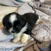 animales y mascotas - Hermoso Cachorro Shih Tzu Macho – Muy Cariñoso y Juguetón