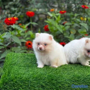 Pomerania mini
