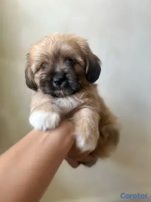 animales y mascotas - maltipoo macho 4