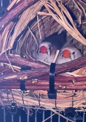 animales y mascotas - jaula+aves 3