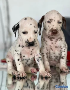 Hermosos cachorros Dálmatas 🐶🐾