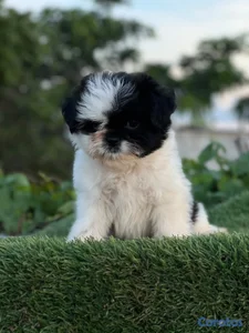 shipoo hembra 