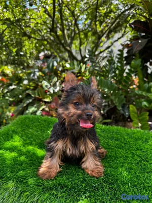 animales y mascotas - Yorkie mini 2