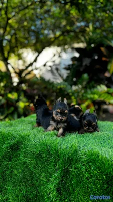 animales y mascotas - hermosos yorshire mini ambos sexo disponibles  3