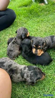 animales y mascotas - Hermosos Cachorritos de Salchichas merle exoticos 3