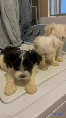animales y mascotas - Cachorros Shihpoo  4
