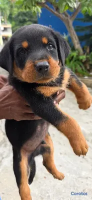animales y mascotas - Perro Rottweiler 2