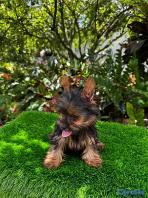 animales y mascotas - Yorkie mini 5